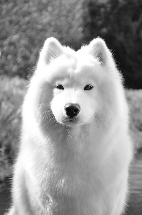 Beneficios del aceite de coco en perros