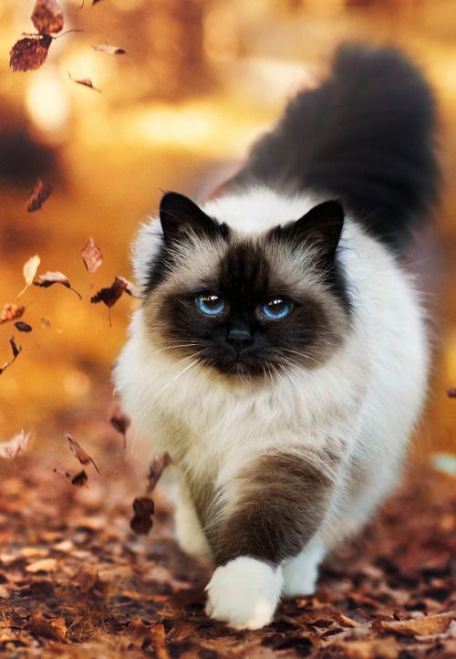Aceite de coco para gatos