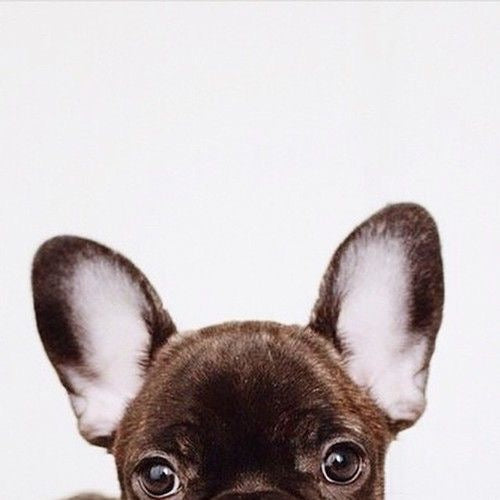 Tip para Mascotas