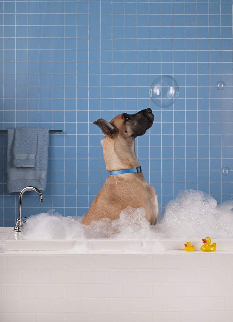 DIY Shampoo para perros